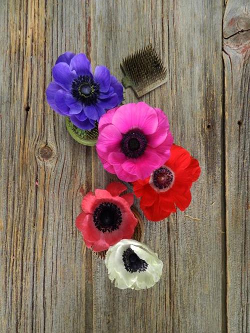 Assorted Anemone